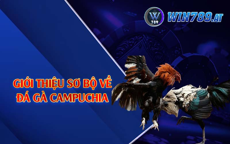 Đá Gà Campuchia - Loại Hình Được Kê Thủ Yêu Thích 2 Giới thiệu sơ bộ về đá gà Campuchia