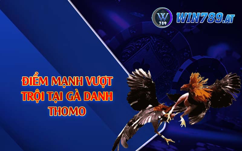 Gà Danh Thomo - Những Chiến Bất Bại Nổi Tiếng Tại Win789 3 Điểm mạnh vượt trội tại gà danh Thomo