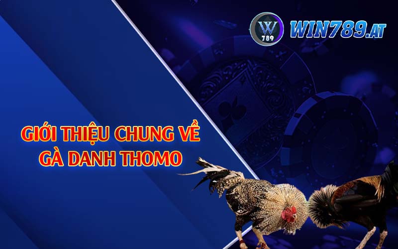 Gà Danh Thomo - Những Chiến Bất Bại Nổi Tiếng Tại Win789 2 Giới thiệu chung về gà danh Thomo