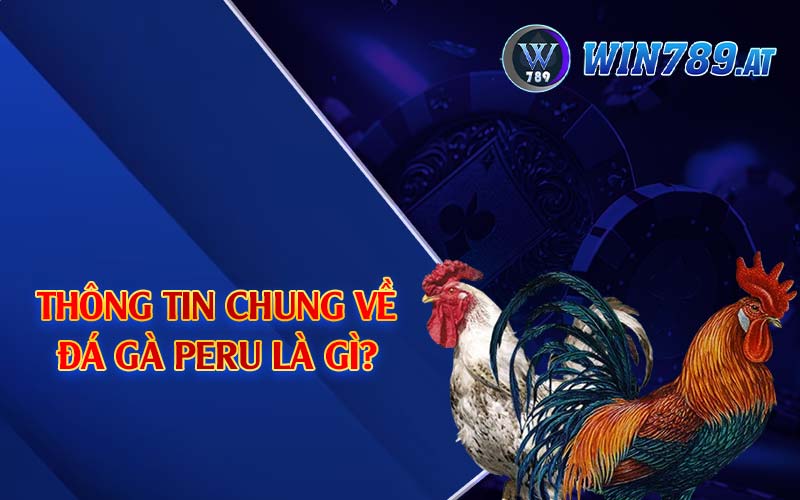 Đá Gà Peru - Loại Hình Gà Đá Được Yêu Thích Tại Win789 2 Thông tin chung về đá gà Peru là gì?