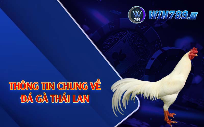 Đá Gà Thái Lan - Chiến Kê Bậc Nhất Đông Nam Á 2024 2 thong tin ve da ga thai lan