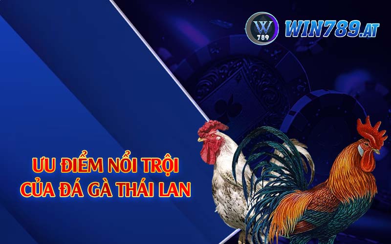 Đá Gà Thái Lan - Chiến Kê Bậc Nhất Đông Nam Á 2024 3 Ưu điểm nổi trội của đá gà Thái Lan